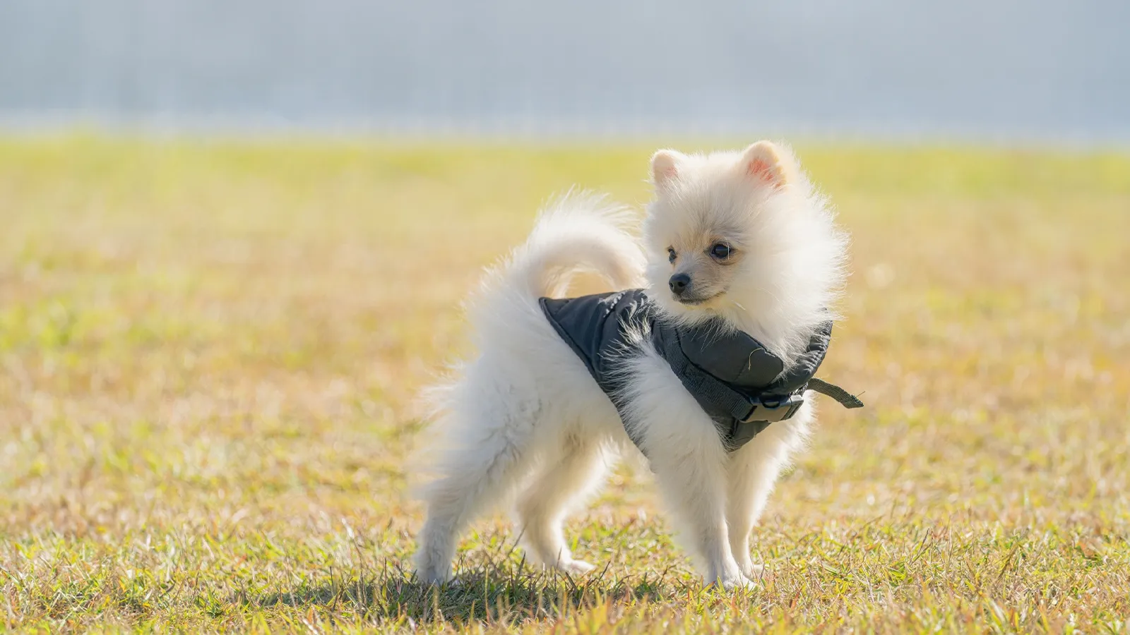 いぬ@プロフお読みください様専用 犬専用”のプロフィール＆リンク