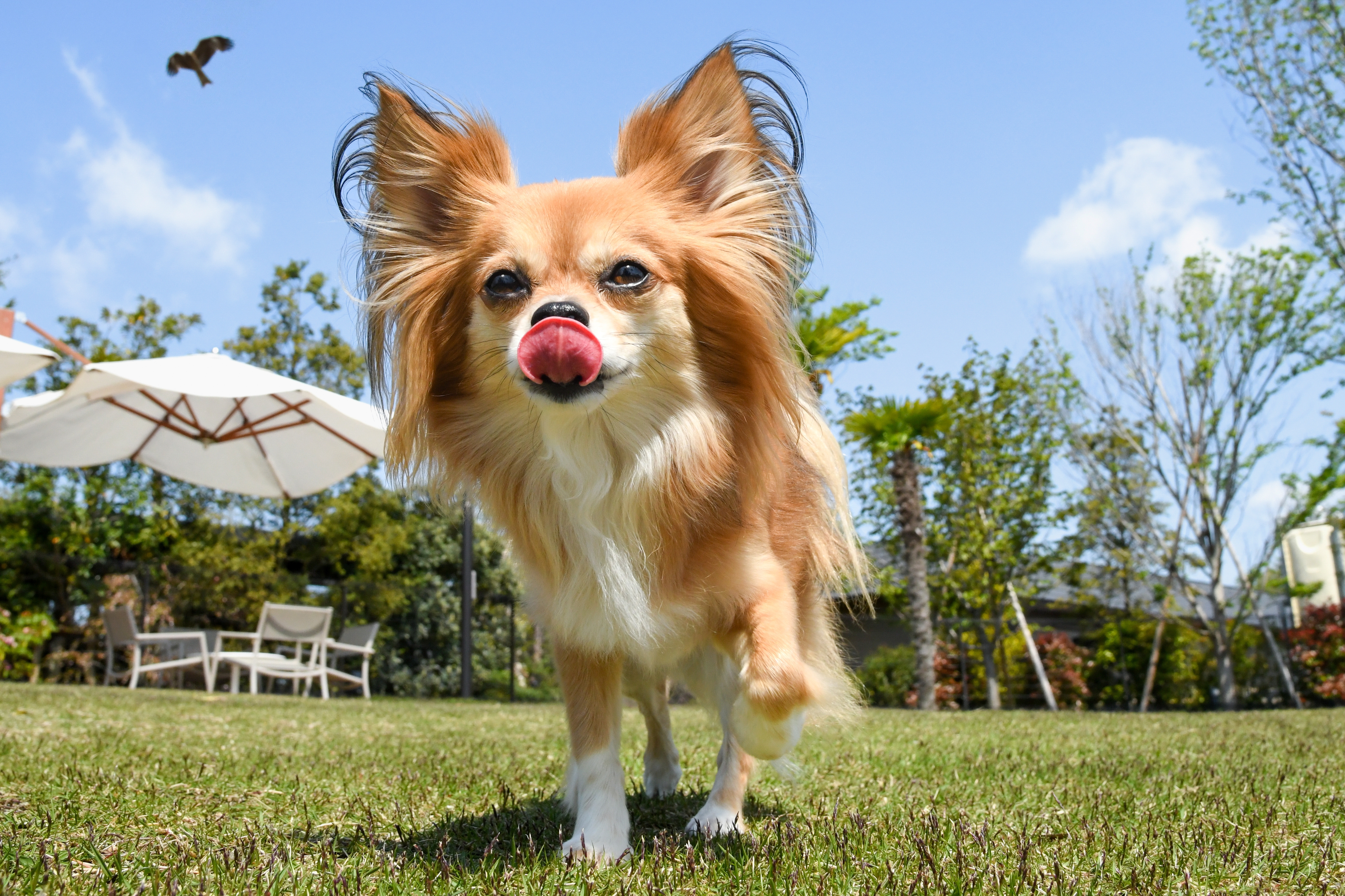 愛犬専門プロカメラマンによる愛犬撮影会｜おすすめ情報