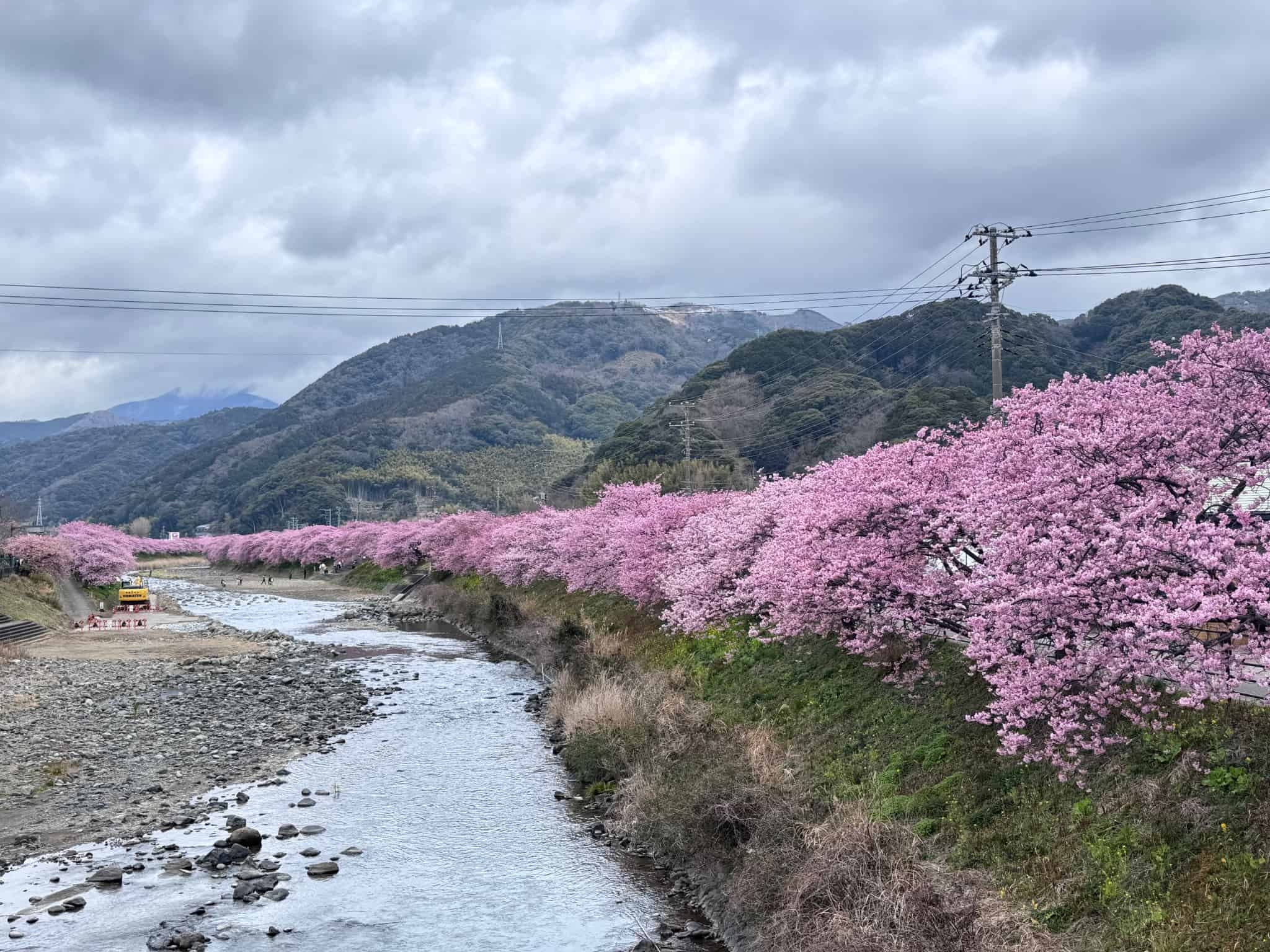 レモリン航海記 ～河津桜編～｜おすすめ情報｜グランドエクシブ初島
