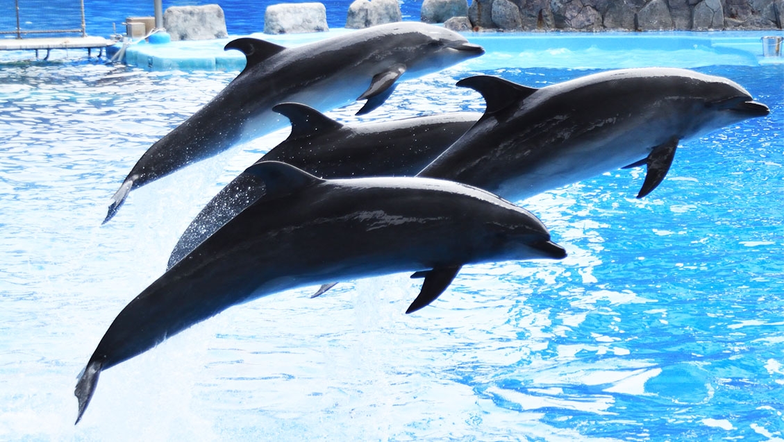 下田海中水族館」－イルカが頭上を飛び越える「アメージングシート」が