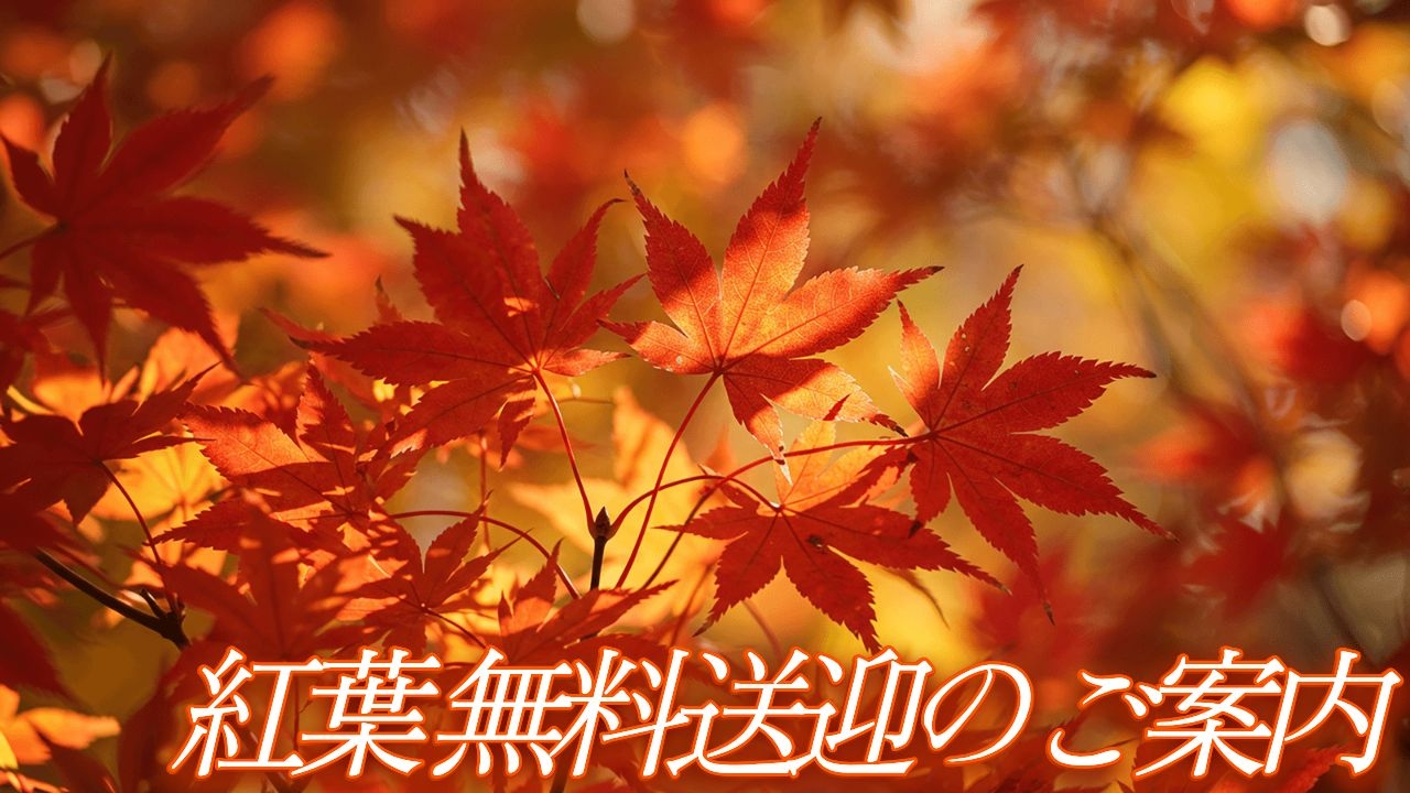 紅葉 無料送迎のご案内～秋風に誘われて、紅に染まる景色へ