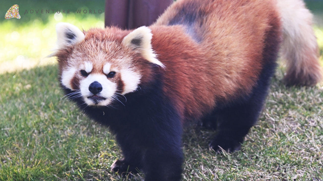 アドベンチャーワールドで8年ぶり、レッサーパンダの妊娠を確認～偽