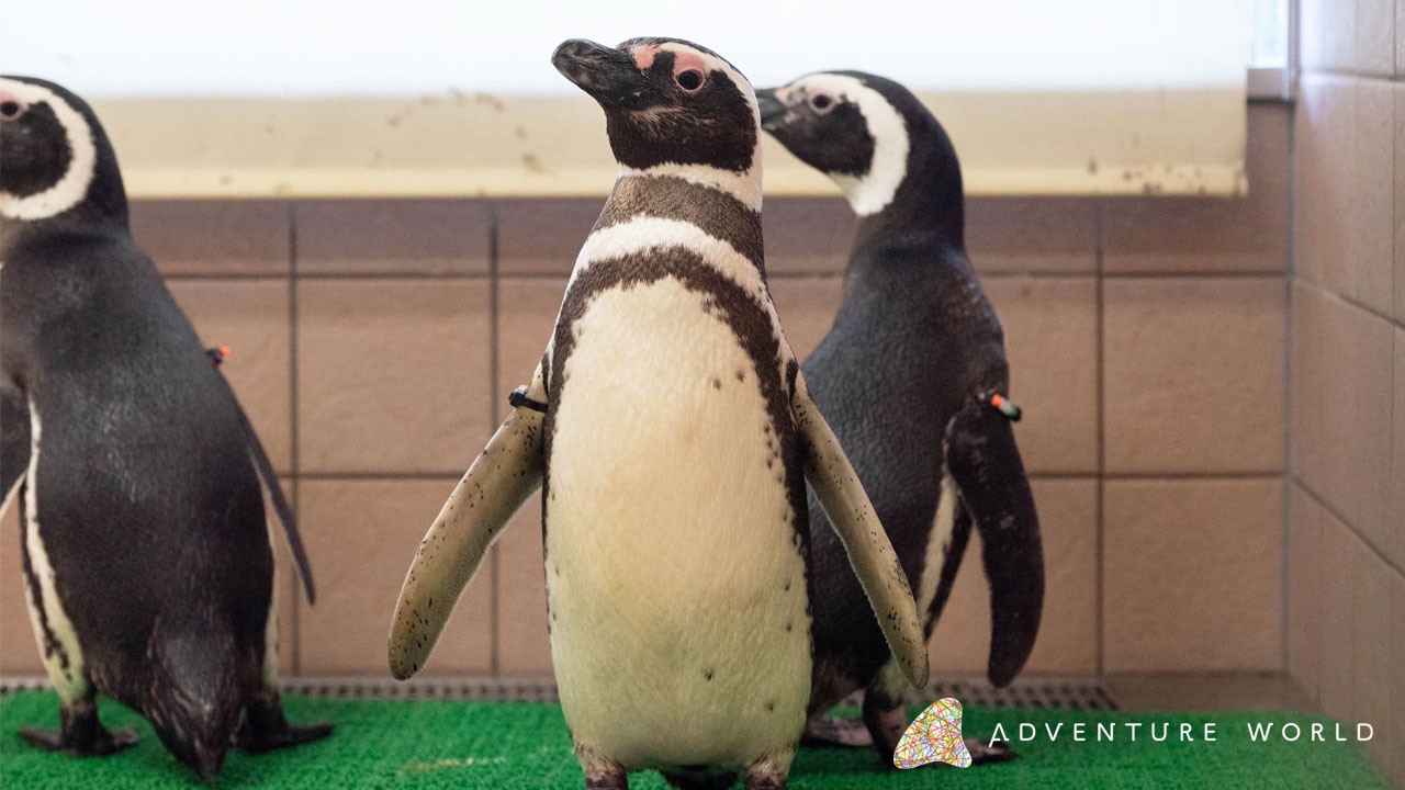 10種類のペンギンに会える日本唯一のパークへ!マゼランペンギン