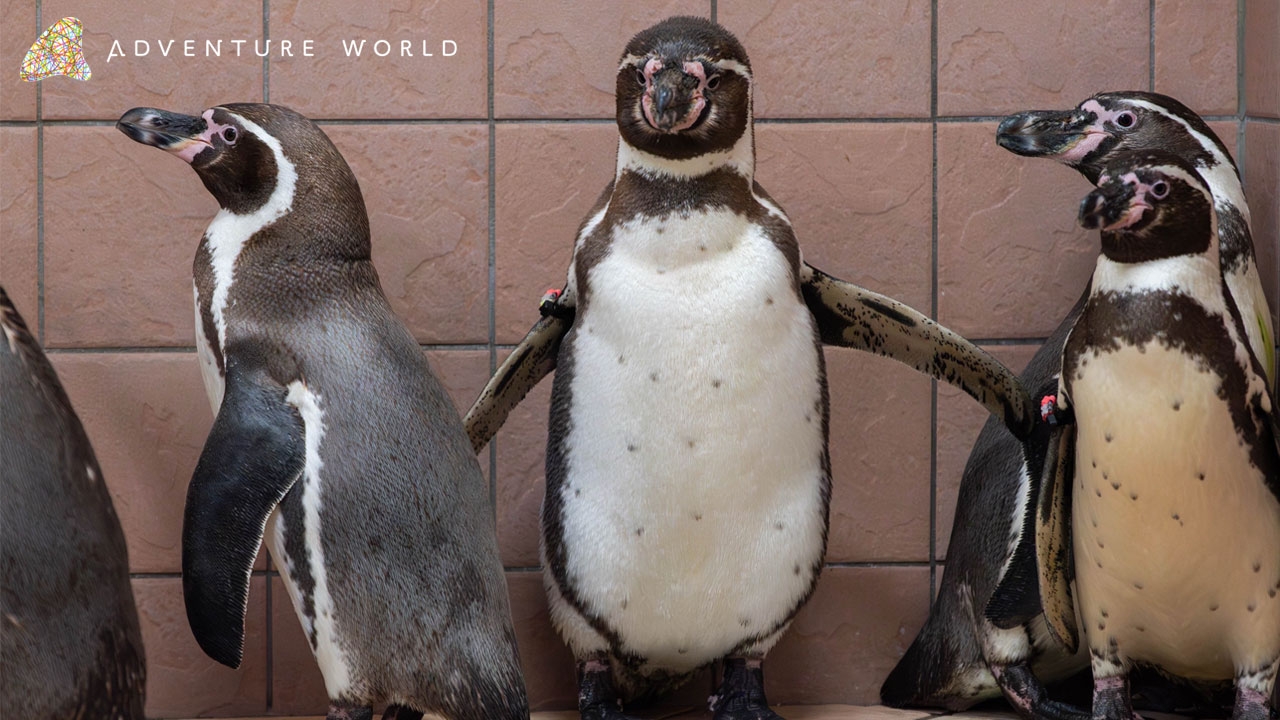 10種類のペンギンに会える日本唯一のパークへ!マゼランペンギン