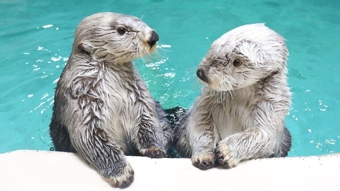 枚数・期間限定】本館・アネックスご宿泊者様 限定鳥羽水族館 中学生